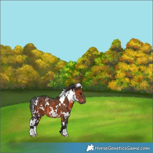 Horse Color:White Spotted Brown 