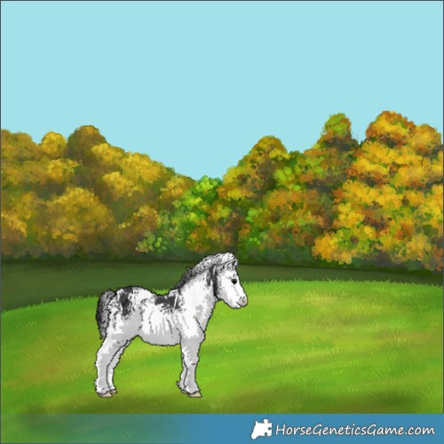 Horse Color:White Spotted Black 