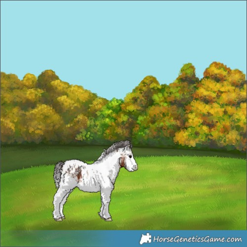 Horse Color:White Spotted Brown Appaloosa 