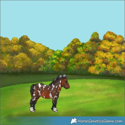 Horse Color:White Spotted Brown 