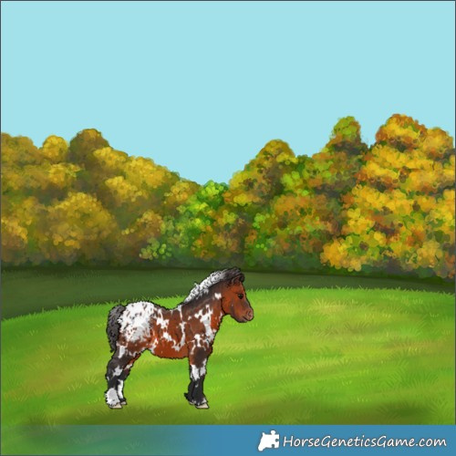 Horse Color:White Spotted Brown Appaloosa 