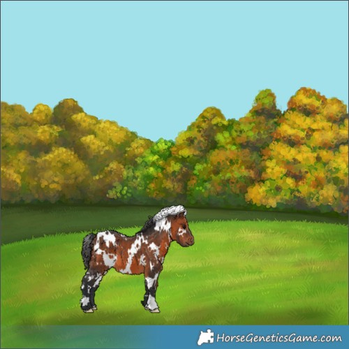 Horse Color:White Spotted Brown 