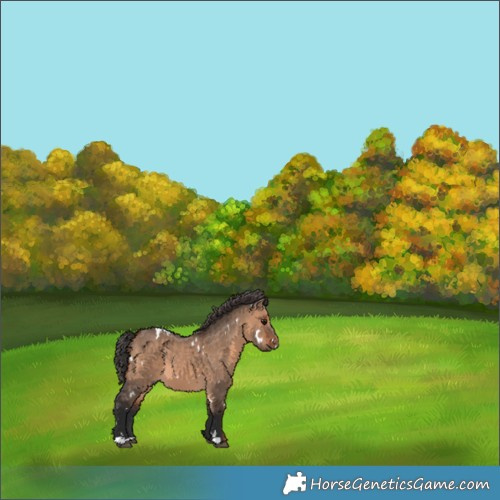 Horse Color:White Spotted Brown Dun 