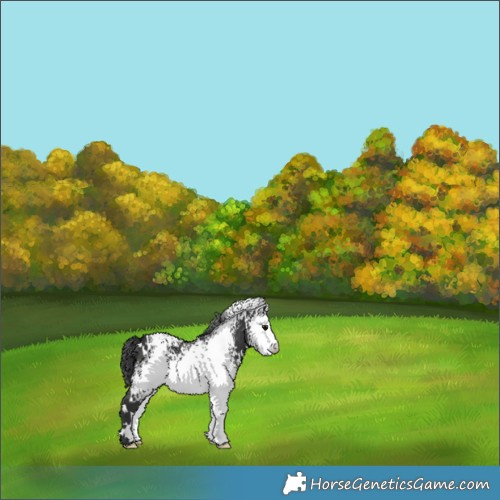 Horse Color:White Spotted Black 