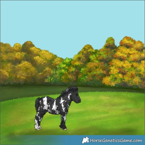 Horse Color:White Spotted Black 