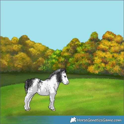 Horse Color:White Spotted Black 