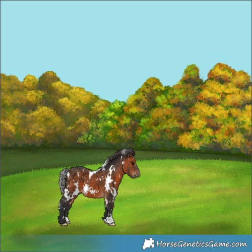 Horse Color:White Spotted Brown 