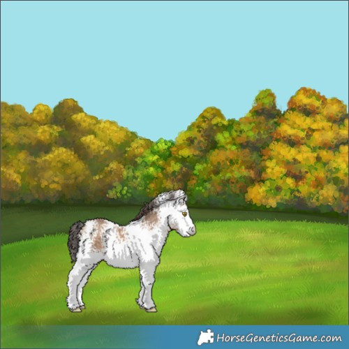 Horse Color:White Spotted Sable Champagne 