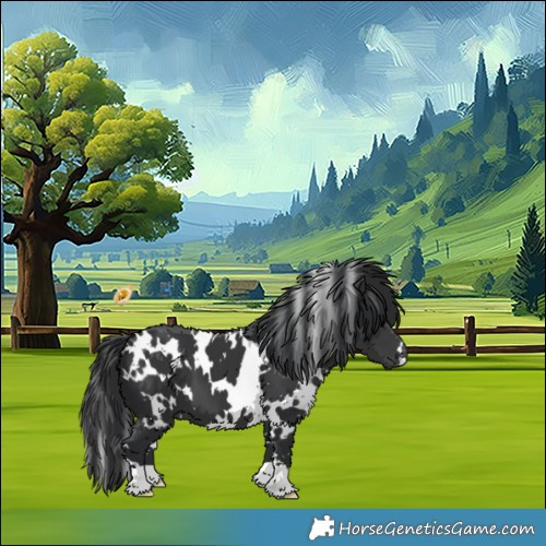 Horse Color:White Spotted Black