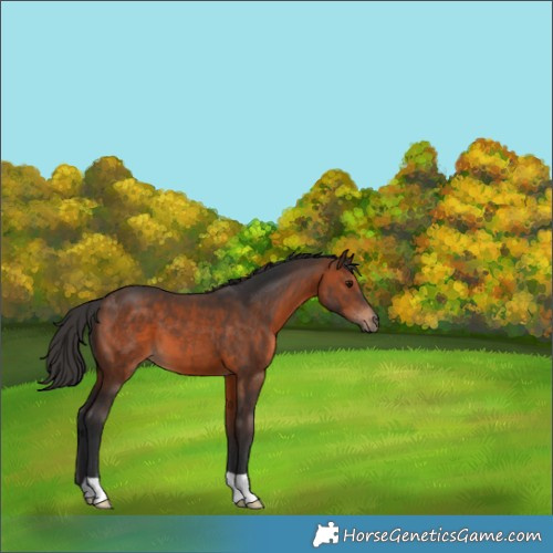 Horse Color:Brown 