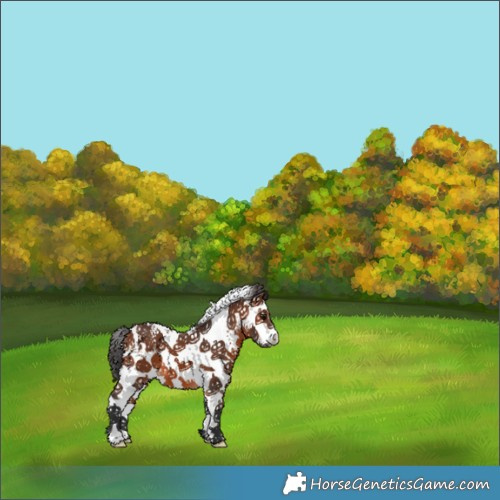 Horse Color:White Spotted Bay 