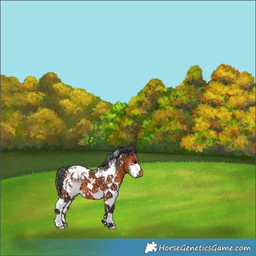 Horse Color:White Spotted Bay Appaloosa 