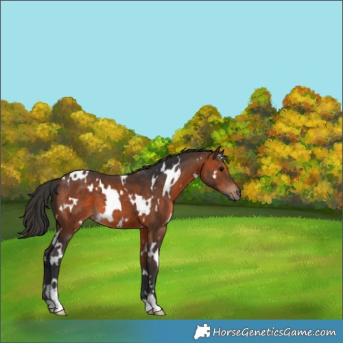 Horse Color:White Spotted Brown 