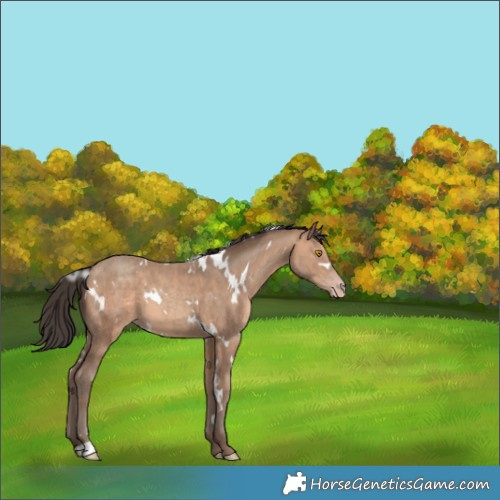 Horse Color:White Spotted Sable Champagne 