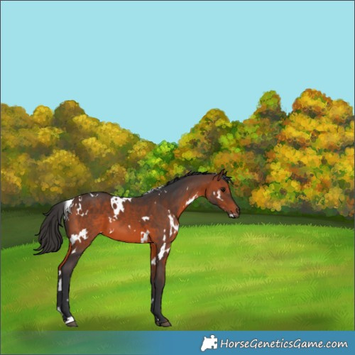 Horse Color:White Spotted Brown 