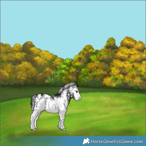 Horse Color:White Spotted Black 