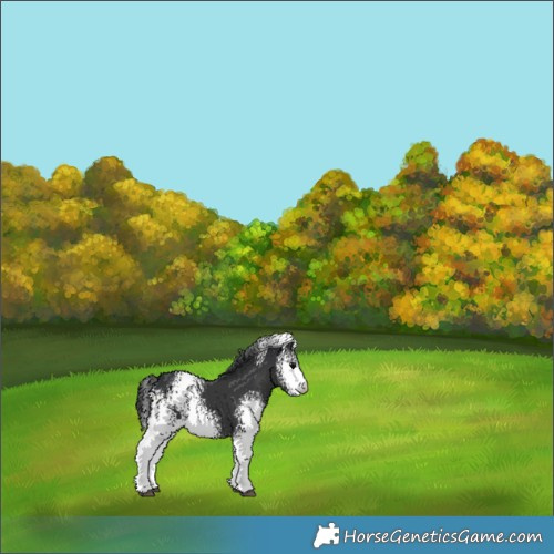 Horse Color:White Spotted Black 