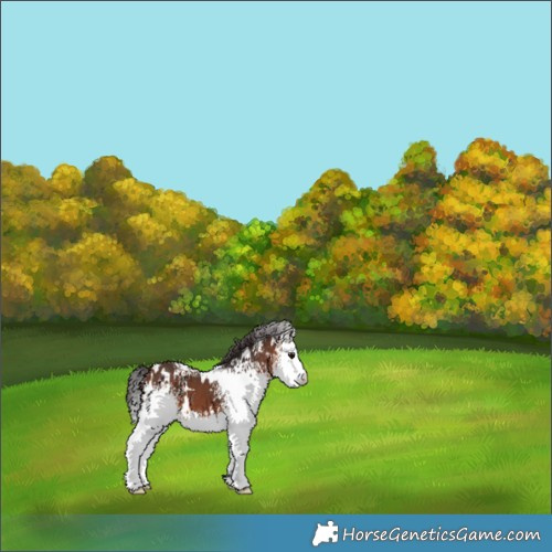 Horse Color:White Spotted Brown 