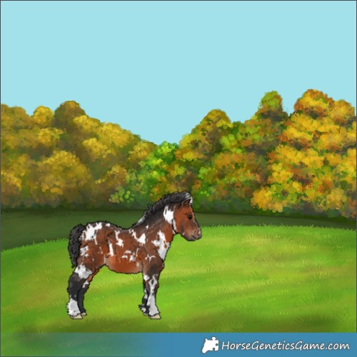 Horse Color:White Spotted Brown 