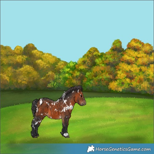 Horse Color:White Spotted Brown 