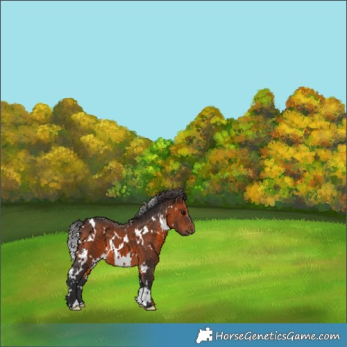 Horse Color:White Spotted Brown 