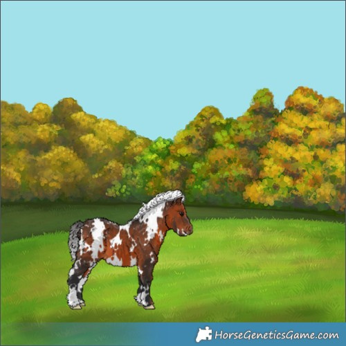 Horse Color:White Spotted Brown 