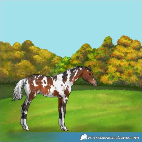 Horse Color:White Spotted Brown 