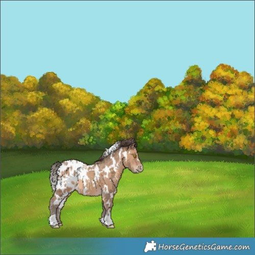 Horse Color:White Spotted Sable Champagne Appaloosa 