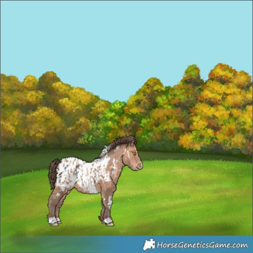 Horse Color:White Spotted Sable Champagne Appaloosa 