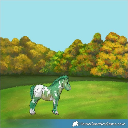 Horse Color:Watercolor White Spotted Brown Appaloosa 