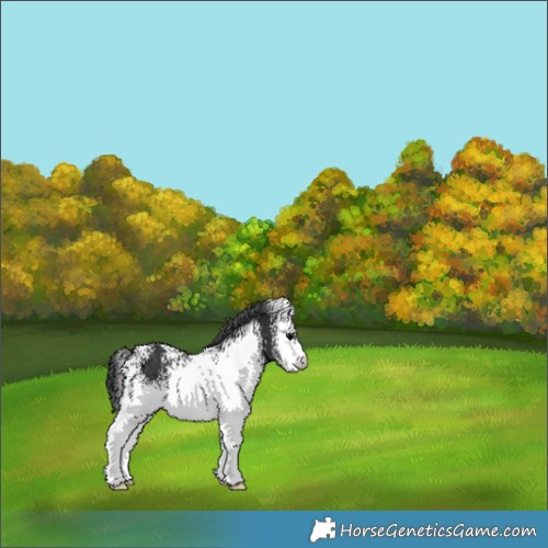 Horse Color:White Spotted Black 
