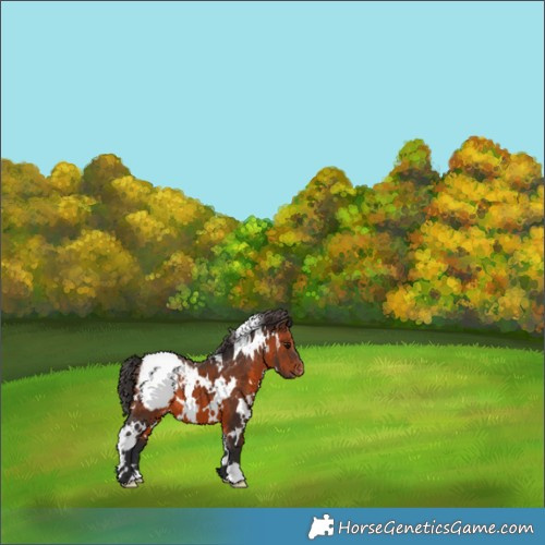 Horse Color:White Spotted Brown Appaloosa 