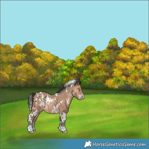 Horse Color:White Spotted Sable Champagne 