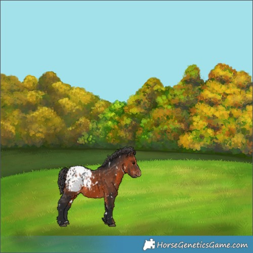 Horse Color:White Spotted Brown Appaloosa 