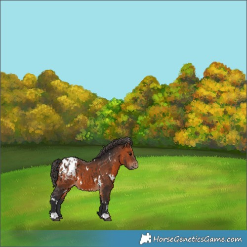 Horse Color:White Spotted Bay Appaloosa 