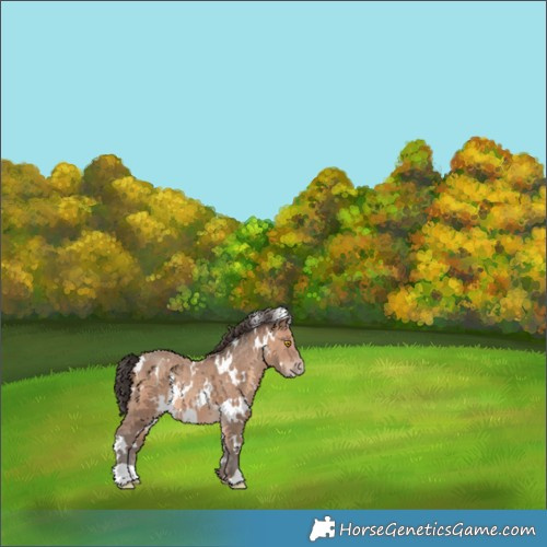 Horse Color:White Spotted Sable Champagne 