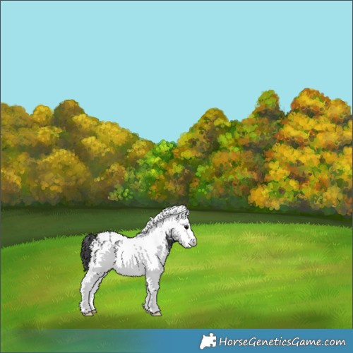 Horse Color:White Spotted Black Appaloosa 