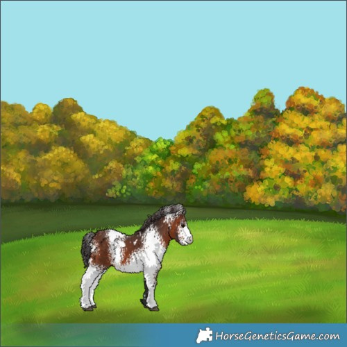 Horse Color:White Spotted Brown 