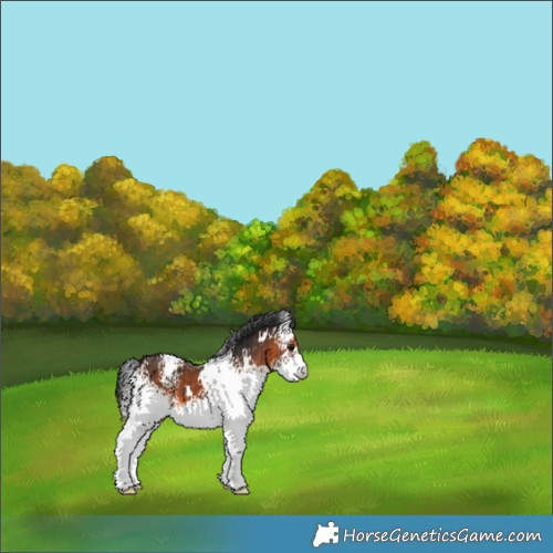 Horse Color:White Spotted Brown 