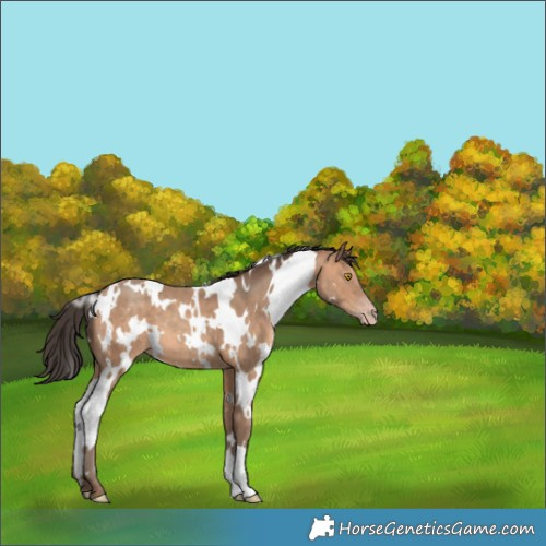 Horse Color:White Spotted Sable Champagne 