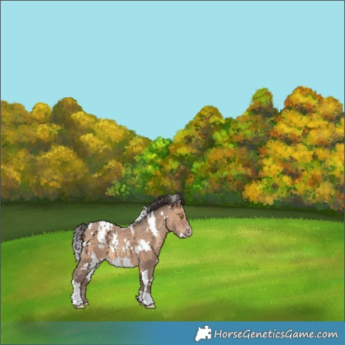 Horse Color:White Spotted Sable Champagne 