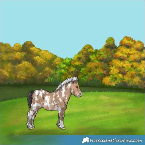 Horse Color:White Spotted Sable Champagne 
