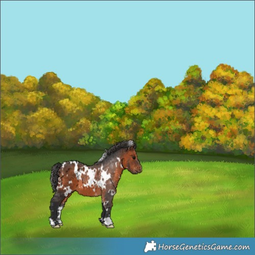 Horse Color:White Spotted Brown 