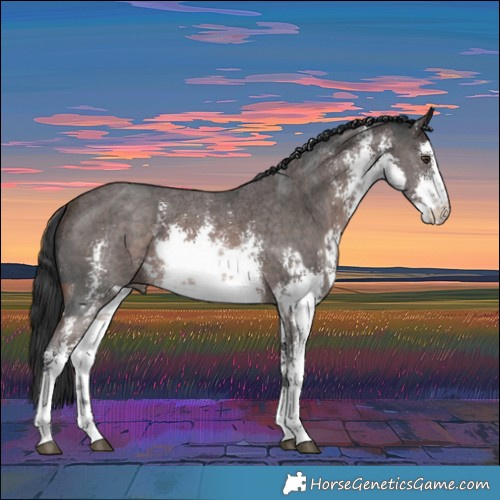 Horse Color:Platinum White Spotted Liver Chestnut Sabino Rabicano  and White Spotted Brown Sabino Rabicano 