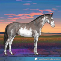 Horse Color:Platinum White Spotted Liver Chestnut Sabino Rabicano  and White Spotted Brown Sabino Rabicano 
