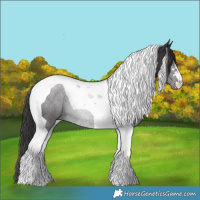 Horse Color:Smoky Black Tobiano 