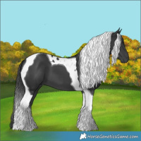 Horse Color:Black Tobiano 