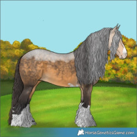 Horse Color:Buckskin 