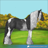 Horse Color:Black Tobiano