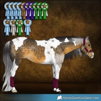 Horse Color:Buckskin Tobiano 